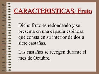 Dicho fruto es redondeado y se
presenta en una cápsula espinosa
que consta en su interior de dos a
siete castañas.
Las castañas se recogen durante el
mes de Octubre.
CARACTERISTICAS: FrutoCARACTERISTICAS: Fruto
 