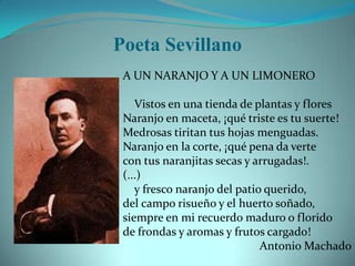 Poeta Sevillano
 A UN NARANJO Y A UN LIMONERO

    Vistos en una tienda de plantas y flores
 Naranjo en maceta, ¡qué triste es tu suerte!
 Medrosas tiritan tus hojas menguadas.
 Naranjo en la corte, ¡qué pena da verte
 con tus naranjitas secas y arrugadas!.
 (...)
    y fresco naranjo del patio querido,
 del campo risueño y el huerto soñado,
 siempre en mi recuerdo maduro o florido
 de frondas y aromas y frutos cargado!
                              Antonio Machado
 