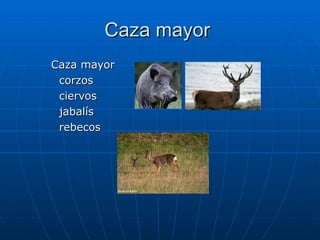 Caza mayor  Caza mayor corzos ciervos jabalís rebecos 