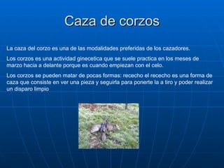 Caza de corzos La caza del corzo es una de las modalidades preferidas de los cazadores. Los corzos es una actividad ginecetica que se suele practica en los meses de marzo hacia a delante porque es cuando empiezan con el celo. Los corzos se pueden matar de pocas formas: rececho el rececho es una forma de caza que consiste en ver una pieza y seguirla para ponerte la a tiro y poder realizar un disparo limpio 