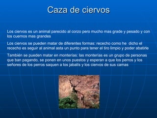 Caza de ciervos Los ciervos es un animal parecido al corzo pero mucho mas grade y pesado y con los cuernos mas grandes Los ciervos se pueden matar de diferentes formas: rececho como he  dicho el rececho es seguir al animal asta un punto para tener el tiro limpio y poder abatirle  También se pueden matar en monterías: las monterías es un grupo de personas que ban pagando, se ponen en unos puestos y esperan a que los perros y los señores de los perros saquen a los jabalís y los ciervos de sus camas 