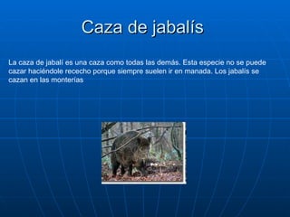 Caza de jabalís  La caza de jabalí es una caza como todas las demás. Esta especie no se puede cazar haciéndole rececho porque siempre suelen ir en manada. Los jabalís se cazan en las monterías 