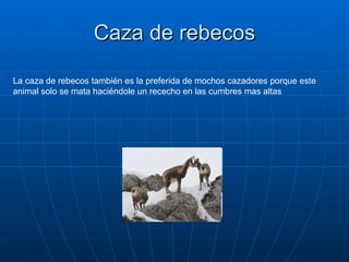 Caza de rebecos La caza de rebecos también es la preferida de mochos cazadores porque este animal solo se mata haciéndole un rececho en las cumbres mas altas 