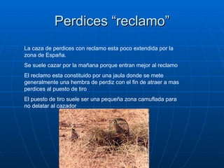 Perdices “reclamo” La caza de perdices con reclamo esta poco extendida por la zona de España. Se suele cazar por la mañana porque entran mejor al reclamo  El reclamo esta constituido por una jaula donde se mete generalmente una hembra de perdiz con el fin de atraer a mas perdices al puesto de tiro  El puesto de tiro suele ser una pequeña zona camuflada para no delatar al cazador 