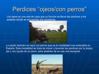 Perdices “ojeos/con perros” Los ojeos es una arte de caza que su función es llevar las perdices a los puestos donde se encuentran los cazadores. La perdiz también se caza con perros que es la modalidad mas entendida en España. Esta modalidad se trata de mover y levantar las perdices por tu propio pie y con ayuda de un perro, para abatirlas de se usa una escopeta  