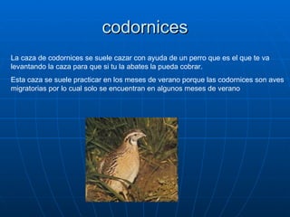 codornices La caza de codornices se suele cazar con ayuda de un perro que es el que te va levantando la caza para que si tu la abates la pueda cobrar. Esta caza se suele practicar en los meses de verano porque las codornices son aves migratorias por lo cual solo se encuentran en algunos meses de verano 