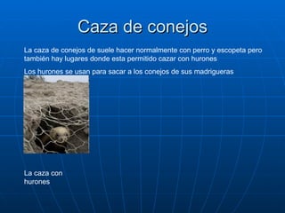 Caza de conejos La caza de conejos de suele hacer normalmente con perro y escopeta pero también hay lugares donde esta permitido cazar con hurones  Los hurones se usan para sacar a los conejos de sus madrigueras La caza con hurones 