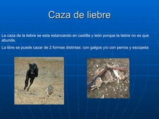 Caza de liebre La caza de la liebre se esta estancando en castilla y león porque la liebre no es que abunde. La libre se puede cazar de 2 formas distintas: con galgos y/o con perros y escopeta 