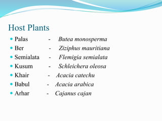 Host Plants
 Palas - Butea monosperma
 Ber - Ziziphus mauritiana
 Semialata - Flemigia semialata
 Kusum - Schleichera oleosa
 Khair - Acacia catechu
 Babul - Acacia arabica
 Arhar - Cajanus cajan
 