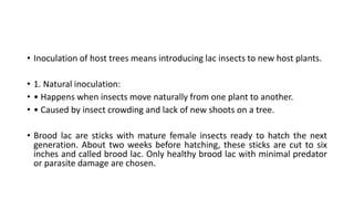 Shellac Lac Insects Comprehensive Guide to Lac Culture and Shellac Production | PDF