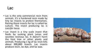 Shellac Lac Insects Comprehensive Guide to Lac Culture and Shellac Production | PDF