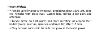 Shellac Lac Insects Comprehensive Guide to Lac Culture and Shellac Production | PDF