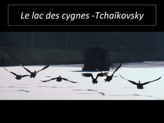 Le lac des cygnes -Tchaïkovsky 