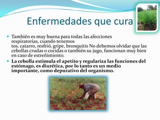 Enfermedades que cura
 También es muy buena para todas las afecciones
  respiratorias, cuando tenemos
  tos, catarro, resfrió, gripe, bronquitis No debemos olvidar que las
  cebollas crudas o cocidas o también su jugo, funcionan muy bien
  en caso de estreñimiento.
 La cebolla estimula el apetito y regulariza las funciones del
  estómago, es diurética, por lo tanto es un medio
  importante, como depurativo del organismo.
 
