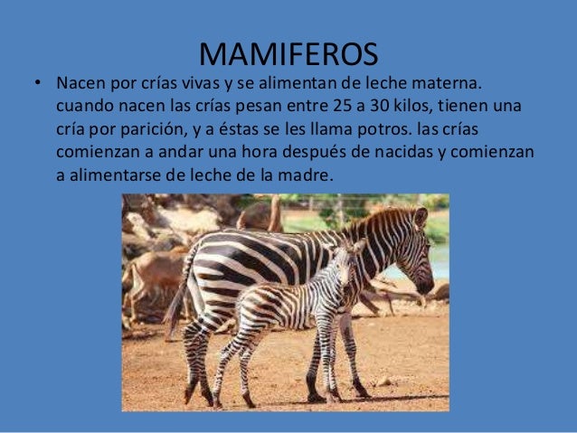 La Cebra Es Ovíparo O Vivíparo