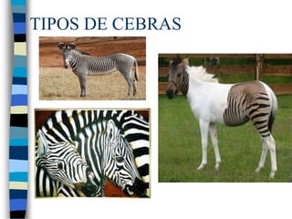 TIPOS DE CEBRAS
 