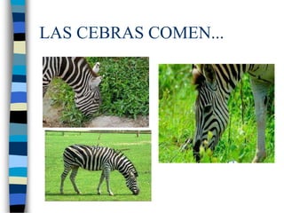 LAS CEBRAS COMEN...
 