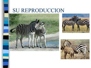 SU REPRODUCCION
 