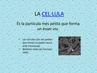 LA CEL·LULA
És la partícula més petita que forma
             un ésser viu.

 • Les cèl·lules són tan petites
   que només es poden veure
   amb microscopi.
 • Realitzen totes les funcions
   vitals.
 