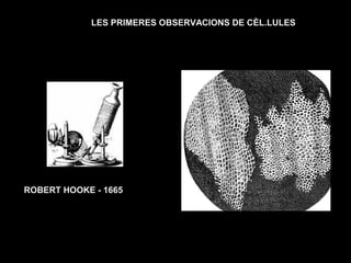 LES PRIMERES OBSERVACIONS DE CÈL.LULES
ROBERT HOOKE - 1665
 