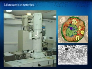 Microscopis electrònics 