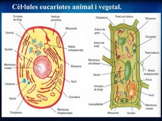 Cèl·lules eucariotes animal i vegetal. 