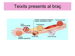 Teixits presents al braç 