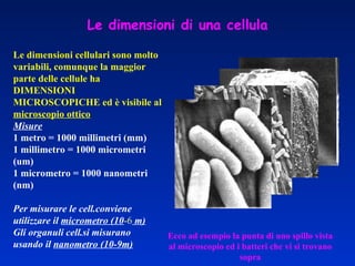 Le dimensioni di una cellula Le dimensioni cellulari sono molto variabili, comunque la maggior parte delle cellule ha DIMENSIONI MICROSCOPICHE ed è visibile al  microscopio ottico Misure 1 metro = 1000 millimetri (mm) 1 millimetro = 1000 micrometri (um) 1 micrometro = 1000 nanometri (nm) Per misurare le cell.conviene utilizzare il  micrometro (10 -6  m) Gli organuli cell.si misurano  usando il  nanometro (10-9m) Ecco ad esempio la punta di uno spillo vista al microscopio ed i batteri che vi si trovano sopra 