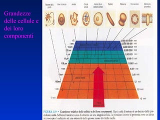 Grandezze  delle cellule e dei loro componenti 