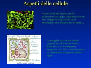 Aspetti delle cellule La maggior parte delle cellule vegetali ha solitamente forma poliedrica, con un diametro compreso tra i 20 e i 30 micrometri, ed è delimitata da pareti cellulari rigide  Alcune delle più piccole cellule batteriche sono oggetti cilindrici con un asse maggiore lungo meno di un micrometro (un milionesimo di metro).  