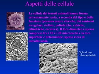 Aspetti delle cellule Le cellule dei tessuti animali hanno forma estremamente varia, a seconda del tipo e della funzione (possono essere sferiche, dai contorni irregolari, stellate, poliedriche, cubiche, cilindriche, eccetera). Il loro diametro è spesso compreso fra i 10 e i 20 micrometri e la loro superficie è deformabile, spesso ricca di estroflessioni. Ciglia di una  cellula epiteliale 