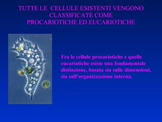 TUTTE LE  CELLULE ESISTENTI VENGONO CLASSIFICATE COME PROCARIOTICHE ED EUCARIOTICHE Fra le cellule procariotiche e quelle eucariotiche esiste una fondamentale distinzione, basata sia sulle dimensioni, sia sull'organizzazione interna. 