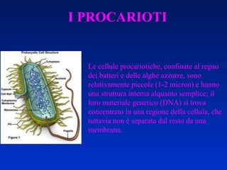 Le cellule procariotiche, confinate al regno dei batteri e delle alghe azzurre, sono relativamente piccole (1-2 micron) e hanno una struttura interna alquanto semplice; il loro materiale genetico (DNA) si trova concentrato in una regione della cellula, che tuttavia non è separata dal resto da una membrana.   I PROCARIOTI 