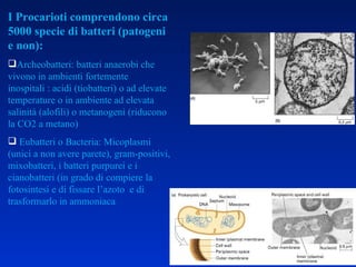 I Procarioti comprendono circa 5000 specie di batteri (patogeni e non): Archeobatteri: batteri anaerobi che vivono in ambienti fortemente inospitali : acidi (tiobatteri) o ad elevate temperature o in ambiente ad elevata salinità (alofili) o metanogeni (riducono la CO2 a metano) Eubatteri o Bacteria: Micoplasmi (unici a non avere parete), gram-positivi, mixobatteri, i batteri purpurei e i cianobatteri (in grado di compiere la fotosintesi e di fissare l’azoto  e di trasformarlo in ammoniaca 