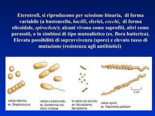 Eterotrofi, si riproducono per scissione binaria,  di forma variabile (a bastoncello,  bacilli , sferici,  cocchi ,  di forma elicoidale,  spirochete ); alcuni vivono come saprofiti, altri come parassiti, o in simbiosi di tipo mutualistico (es. flora batterica). Elevata possibilità di sopravvivenza (spore) e elevato tasso di mutazione (resistenza agli antibiotici)  