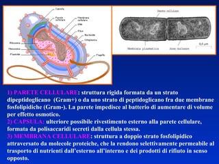 1) PARETE CELLULARE : struttura rigida formata da un strato dipeptidoglicano  (Gram+) o da uno strato di peptidoglicano fra due membrane fosfolipidiche (Gram-). La parete impedisce al batterio di aumentare di volume per effetto osmotico.  2) CAPSULA:  ulteriore possibile rivestimento esterno alla parete cellulare, formata da polisaccaridi secreti dalla cellula stessa. 3) MEMBRANA CELLULARE : struttura a doppio strato fosfolipidico attraversato da molecole proteiche, che la rendono selettivamente permeabile al trasporto di nutrienti dall’esterno all’interno e dei prodotti di rifiuto in senso opposto. 