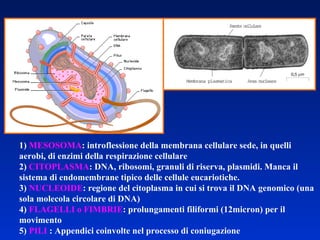 1)  MESOSOMA : introflessione della membrana cellulare sede, in quelli aerobi, di enzimi della respirazione cellulare 2)  CITOPLASMA : DNA, ribosomi, granuli di riserva, plasmidi. Manca il sistema di endomembrane tipico delle cellule eucariotiche. 3)  NUCLEOIDE : regione del citoplasma in cui si trova il DNA genomico (una sola molecola circolare di DNA) 4)  FLAGELLI o FIMBRIE : prolungamenti filiformi (12micron) per il movimento 5)  PILI  : Appendici coinvolte nel processo di coniugazione 