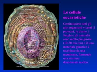 Le cellule eucariotiche Costituiscono tutti gli altri organismi viventi (i protozoi, le piante, i funghi e gli animali) sono molto più grosse (10-30 micron) e il loro materiale genetico è racchiuso da una membrana, formando una struttura denominata nucleo .  