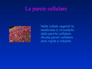 La parete cellulare Nelle cellule vegetali la membrana è circondata dalla parete cellulare. Alcune pareti cellulare sono rigide e robuste. 