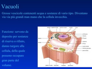 Vacuoli Funzione: servono da deposito per sostanze di riserva o rifiuto, danno turgore alla cellula, della quale possono occupare gran parte del volume. Grosse vescicole contenenti acqua e sostanze di vario tipo. Diventano via via più grandi man mano che la cellula invecchia. 