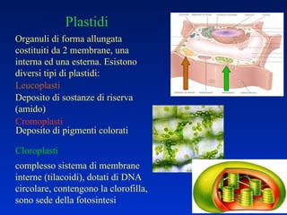 Plastidi Organuli di forma allungata costituiti da 2 membrane, una interna ed una esterna. Esistono diversi tipi di plastidi: Deposito di sostanze di riserva (amido) Cloroplasti complesso sistema di membrane interne (tilacoidi), dotati di DNA circolare, contengono la clorofilla, sono sede della fotosintesi Cromoplasti Leucoplasti Deposito di pigmenti colorati 