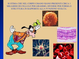 SI STIMA CHE NEL CORPO UMANO SIANO PRESENTI CIRCA 1 MILIARDO DI CELLULE PER GRAMMO, DIVERSE PER FORMA E STRUTTURA IN RAPPORTO ALLA FUNZIONE SVOLTA:  