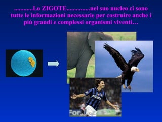 ............Lo ZIGOTE...............nel suo nucleo ci sono tutte le informazioni necessarie per costruire anche i più grandi e complessi organismi viventi… 