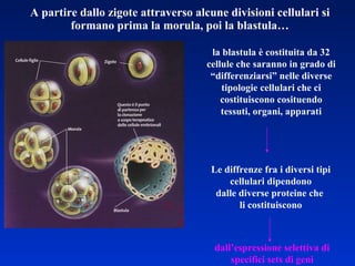 A partire dallo zigote attraverso alcune divisioni cellulari si formano prima la morula, poi la blastula… la blastula è costituita da 32 cellule che saranno in grado di “differenziarsi” nelle diverse tipologie cellulari che ci costituiscono cosituendo tessuti, organi, apparati Le diffrenze fra i diversi tipi cellulari dipendono dalle diverse proteine che  li costituiscono dall’espressione selettiva di specifici sets di geni 