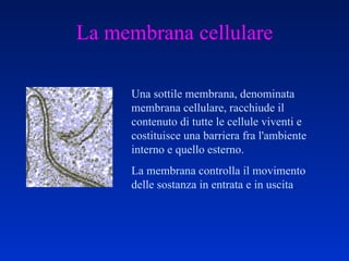 La membrana cellulare Una sottile membrana, denominata membrana cellulare, racchiude il contenuto di tutte le cellule viventi e costituisce una barriera fra l'ambiente interno e quello esterno. La membrana controlla il movimento delle sostanza in entrata e in uscita .  