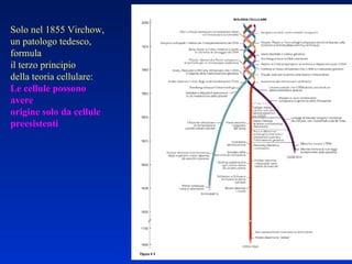 Solo nel 1855 Virchow, un patologo tedesco, formula il terzo principio  della teoria cellulare: Le cellule possono avere origine solo da cellule preesistenti 