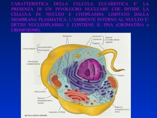 CARATTERISTICA DELLA CELLULA EUCARIOTICA E’ LA PRESENZA DI UN INVOLUCRO NUCLEARE CHE DIVIDE LA CELLULA IN: NUCLEO E CITOPLASMA LIMITATO DALLA MEMBRANA PLASMATICA. L’AMBIENTE INTERNO AL NUCLEO E’ DETTO NUCLEOPLASMA E CONTIENE IL DNA (CROMATINA o CROMOSOMI).  