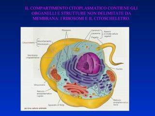 IL COMPARTIMENTO CITOPLASMATICO CONTIENE GLI ORGANELLI E STRUTTURE NON DELIMITATE DA MEMBRANA: I RIBOSOMI E IL CITOSCHELETRO. 