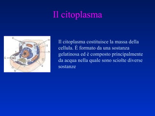 Il citoplasma Il citoplasma costituisce la massa della cellula. È formato da una sostanza gelatinosa ed è composto principalmente da acqua nella quale sono sciolte diverse sostanze . 