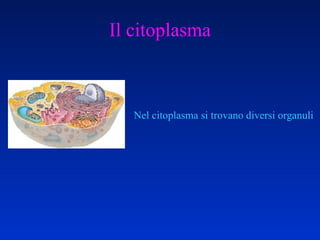 Il citoplasma Nel citoplasma si trovano diversi organuli  